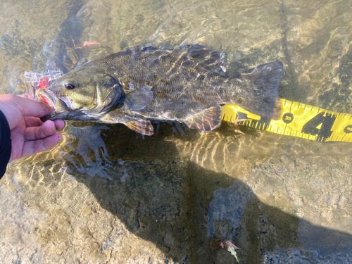 スモールマウスバスの釣果
