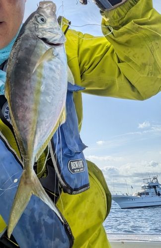 シマアジの釣果