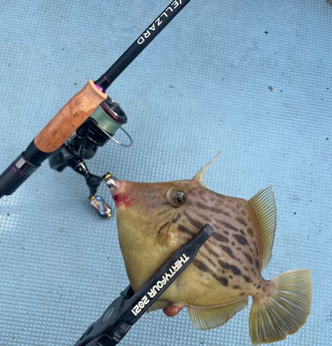 カワハギの釣果