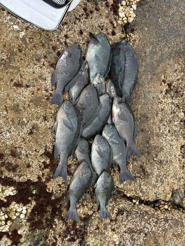 クチブトグレの釣果