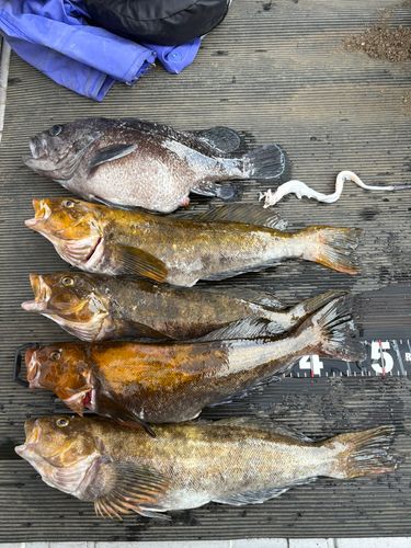 アイナメの釣果