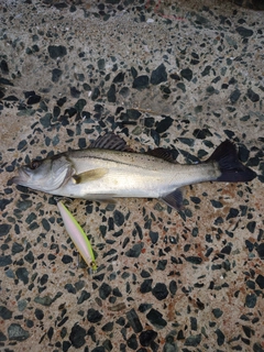シーバスの釣果
