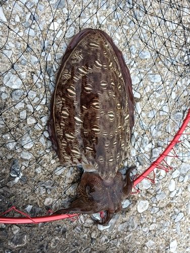 モンゴウイカの釣果