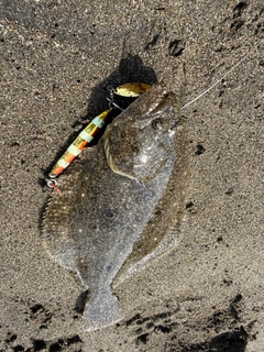 ソゲの釣果