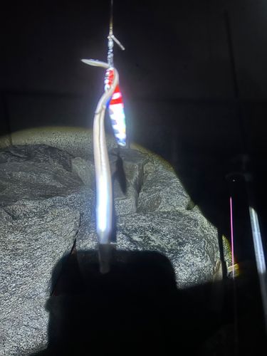 マアナゴの釣果