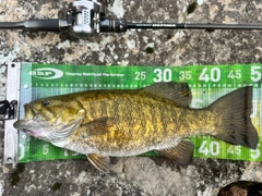 スモールマウスバスの釣果
