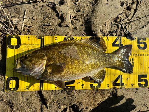 スモールマウスバスの釣果