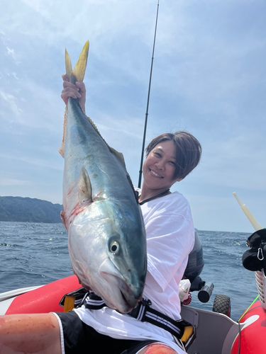 ブリの釣果