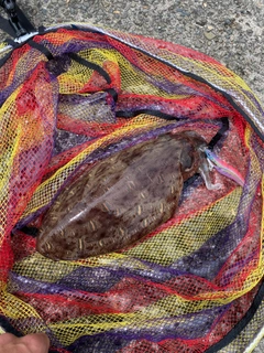 モンゴウイカの釣果