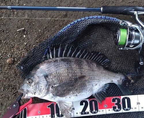 クロダイの釣果