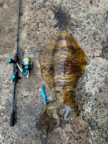 アオリイカの釣果