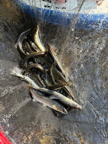 アユの釣果
