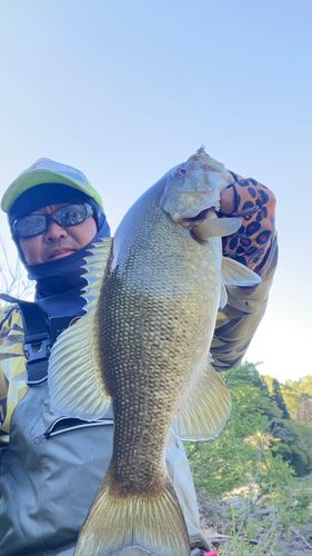 スモールマウスバスの釣果