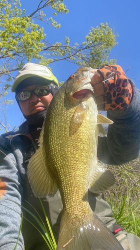 スモールマウスバスの釣果