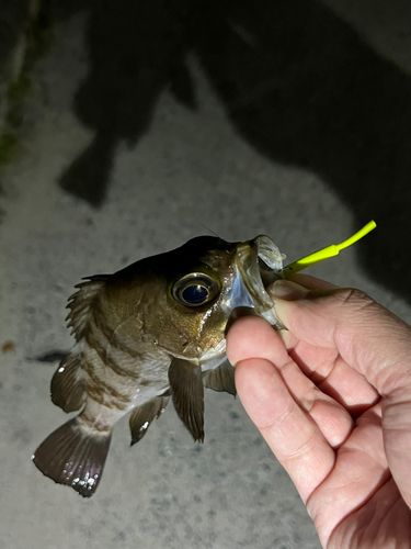 メバルの釣果