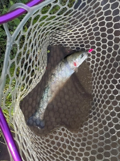 ニジマスの釣果