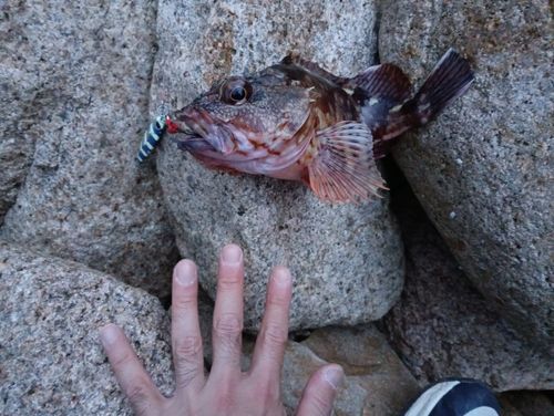 ハタの釣果