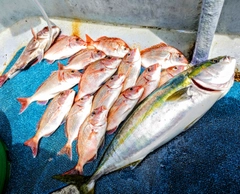 タイの釣果