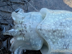 シリヤケイカの釣果