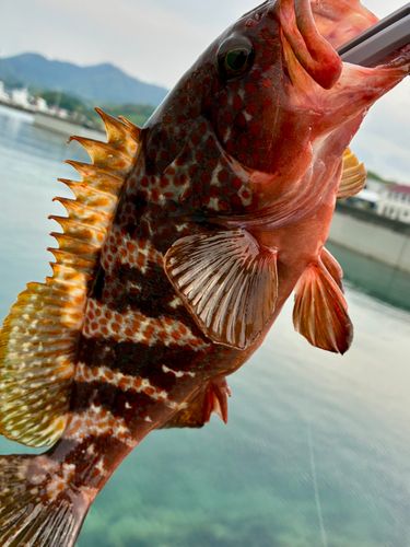 アコウの釣果
