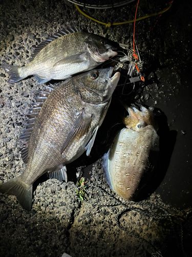 モンゴウイカの釣果