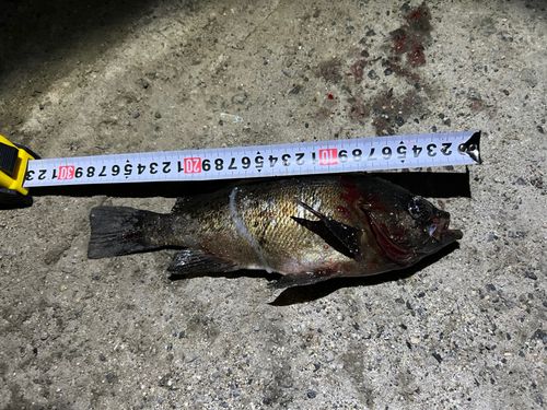 メバルの釣果