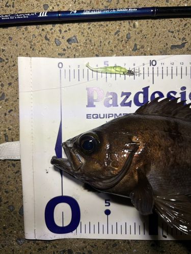 メバルの釣果