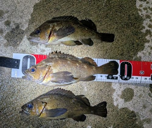 エゾメバルの釣果