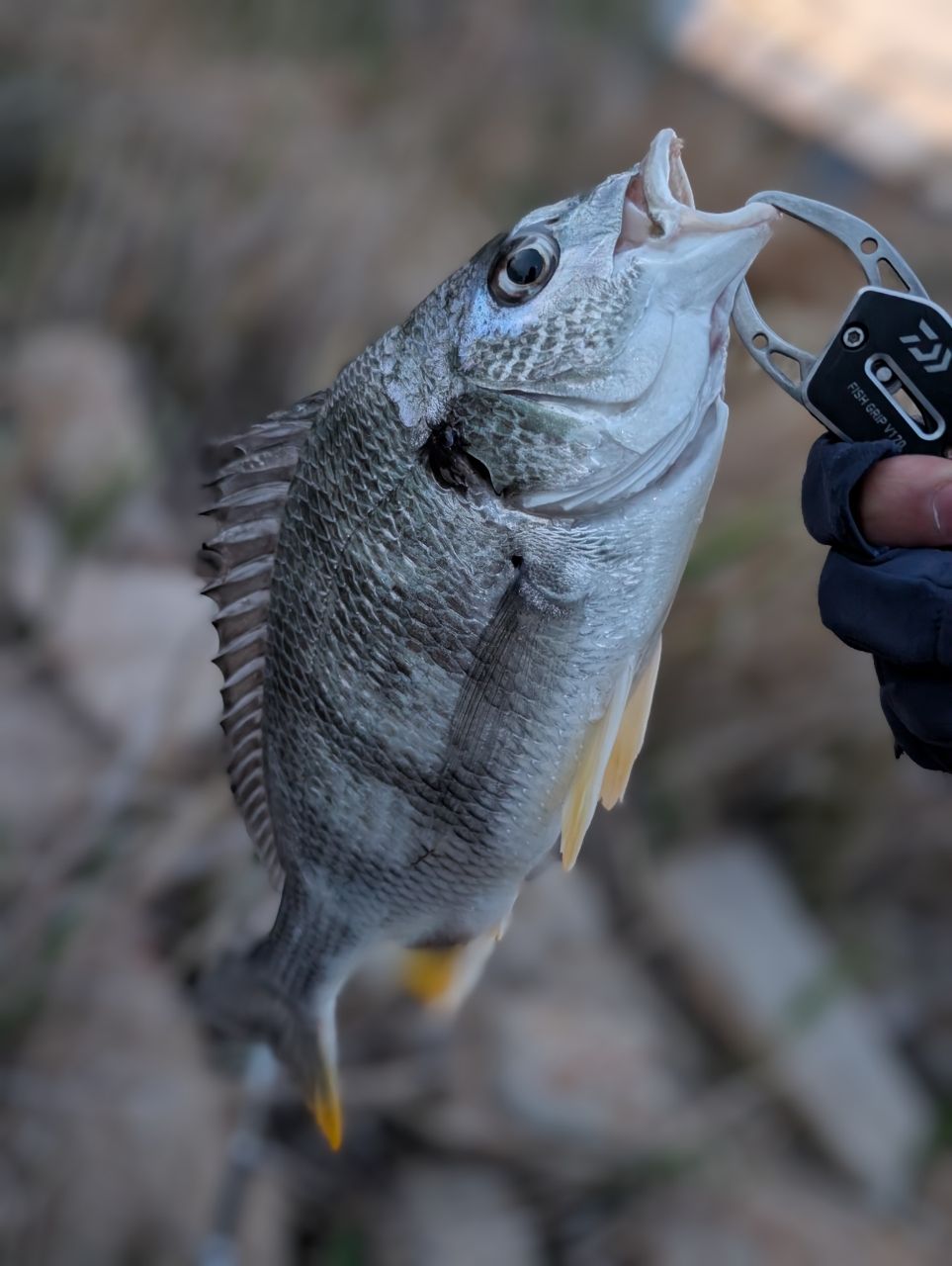 DAIWA 18イグジスト LT3000-XHの最安値・インプレ・釣果 | 本音の