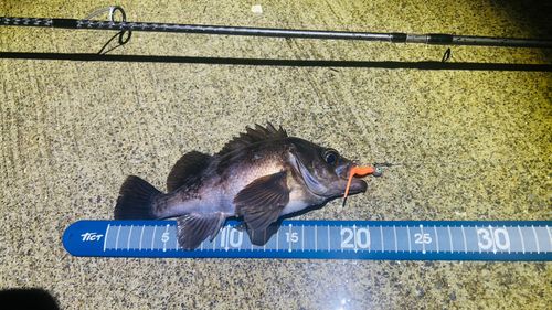 クロメバルの釣果