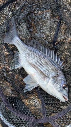キチヌの釣果