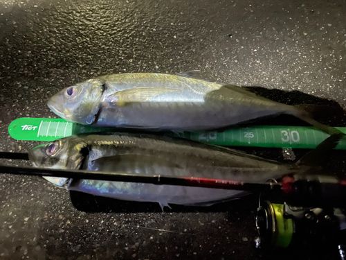 アジの釣果