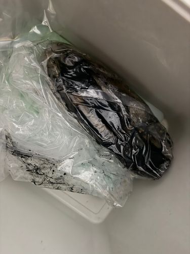 コウイカの釣果