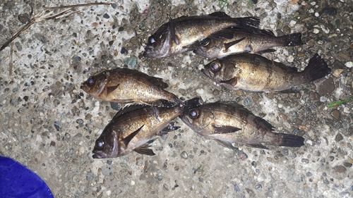 メバルの釣果