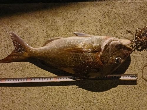 タイの釣果