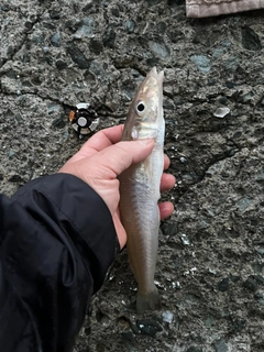 キスの釣果
