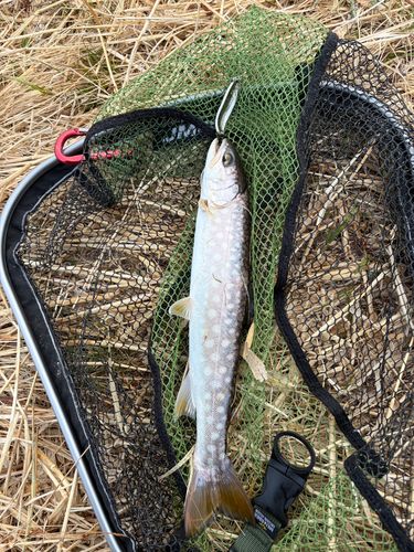 アメマスの釣果
