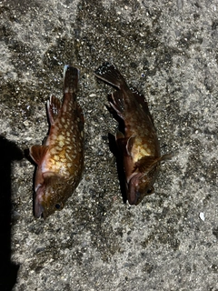 カサゴの釣果