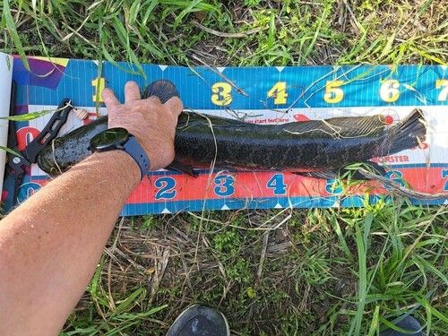 カムルチーの釣果