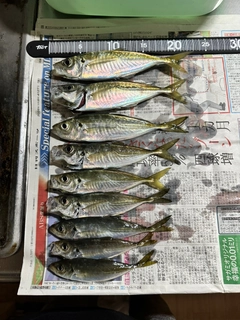 アジの釣果