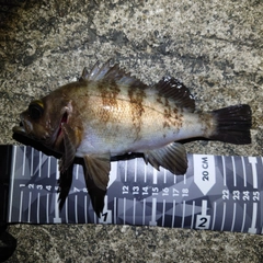 メバルの釣果