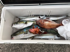 サバの釣果