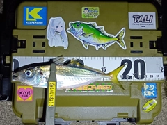 マアジの釣果