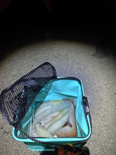 ヤリイカの釣果