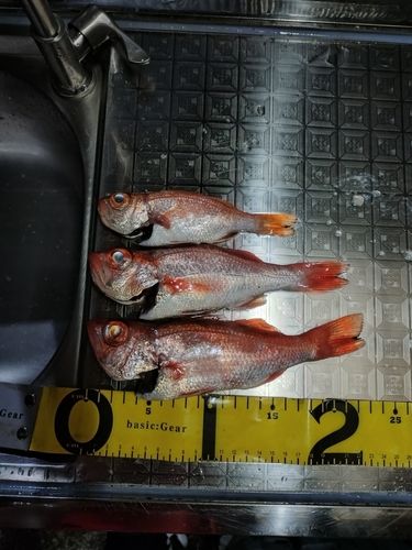 アカムツの釣果