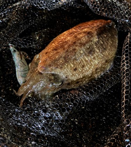 コウイカの釣果