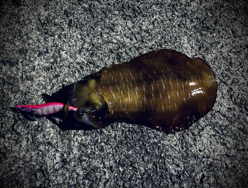 アオリイカの釣果