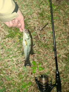 ラージマウスバスの釣果