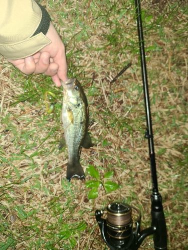 ラージマウスバスの釣果