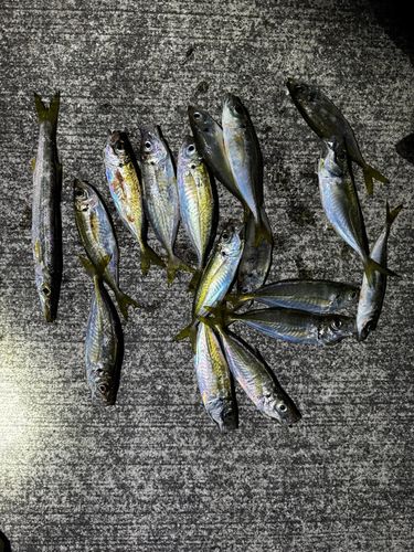 マアジの釣果
